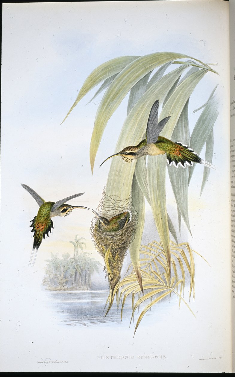 ユーリノーム・ハーミット（Phaethornis Eurynome）（手彩色のリトグラフ版 作： ジョン・グールド（後）