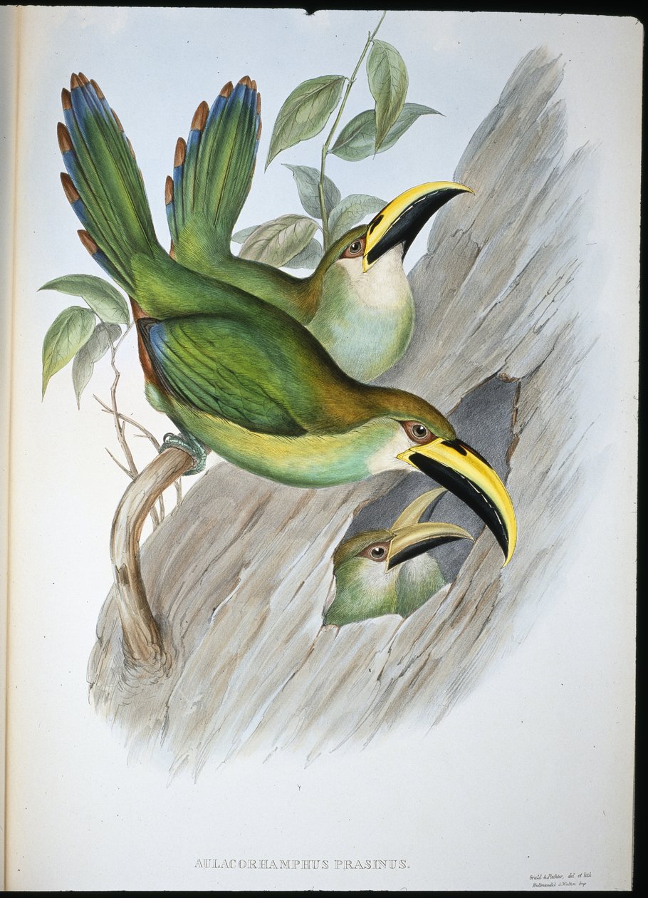 金緑色のハシビロコウ（Aulacoramphus Prasinus）（手彩色のリトグラフ 作： ジョン・グールド（後）