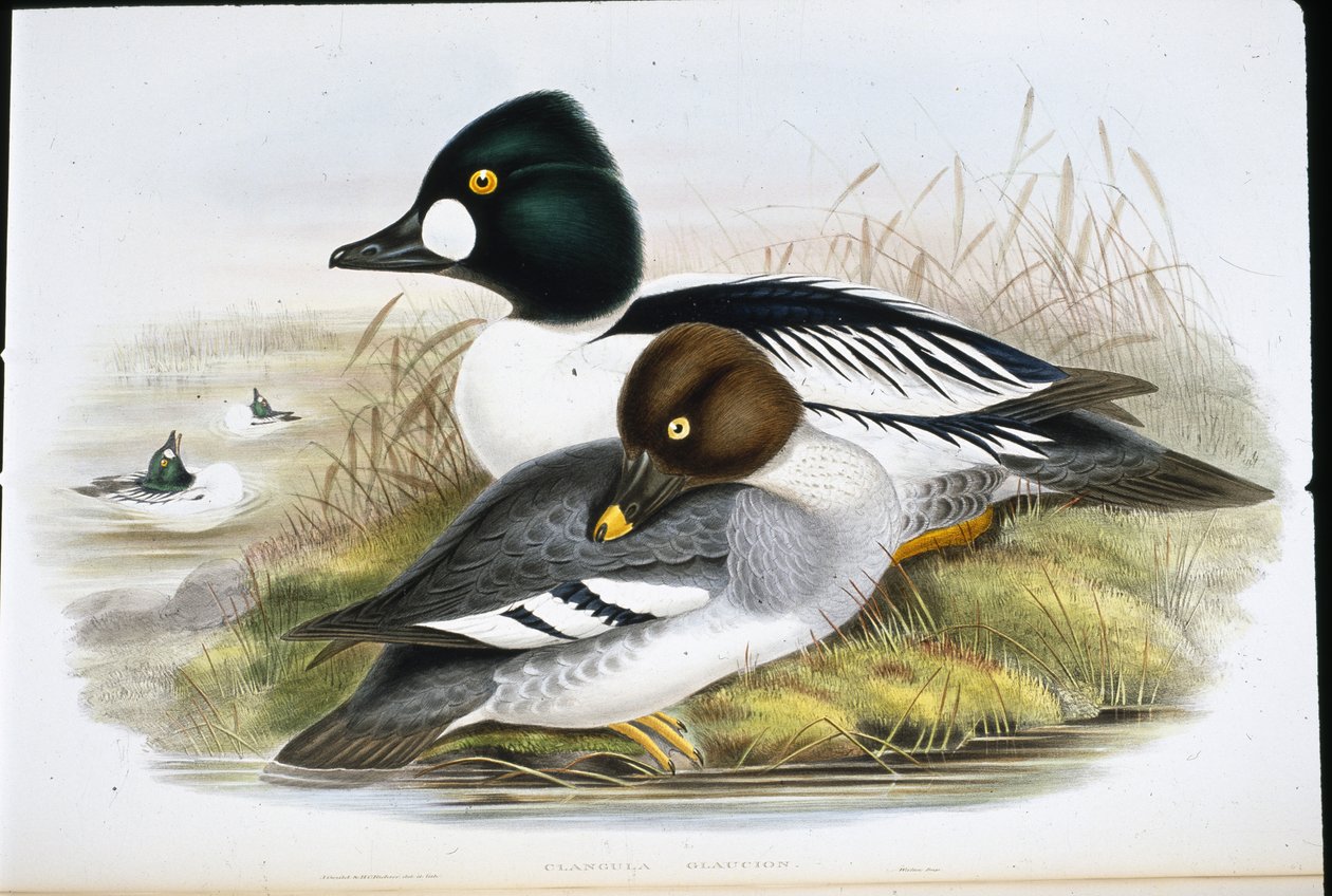 ゴールデンアイ（Clangula Glaucion）（手彩色リトグラフ 作： ジョン・グールド（後）