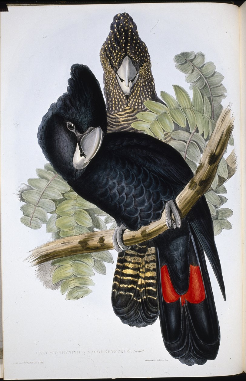 グレートベルド・ブラック・コカトゥー（Calyptorhynchus Macrorhynchus）（手彩色のリトグラフ 作： ジョン・グールド（後）