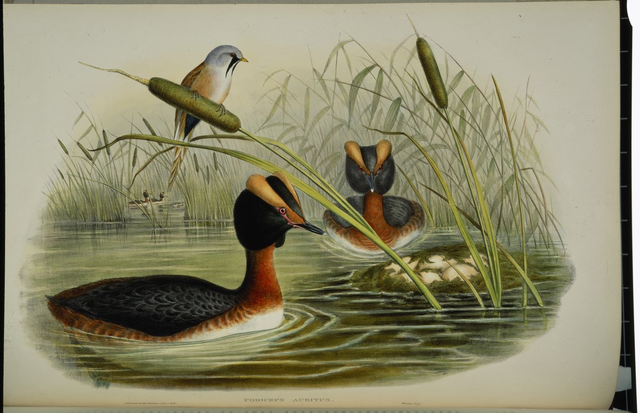 ハシビロコウ（Podiceps Auritus）（手彩色リトグラフ 作： ジョン・グールド（後）