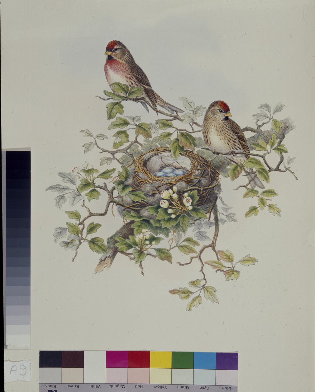 レッサーレッドポール（Aegiothus Rufescens）（手彩色リトグラフ 作： ジョン・グールド（後）