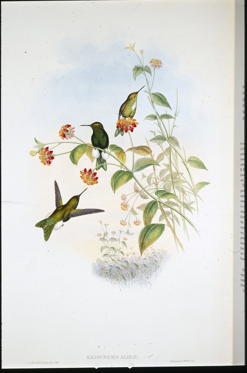 メタリックパフレッグ（Eriocnemis Alinae）（手彩色リトグラフ 作： ジョン・グールド（後）