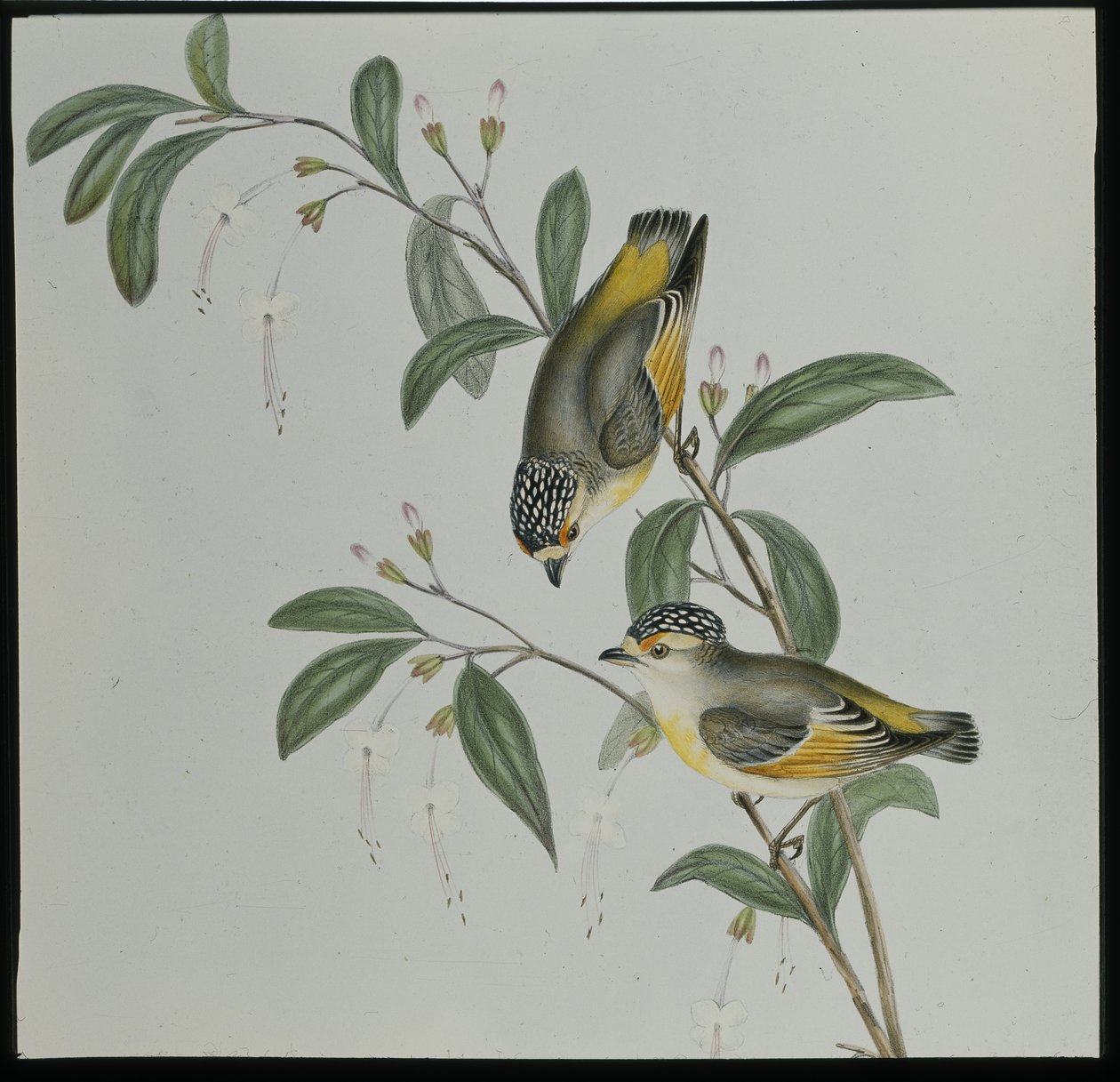 レッドロード・パルダローテ（pardalotus rubricatus）（手彩色リトグラフ 作： ジョン・グールド（後）