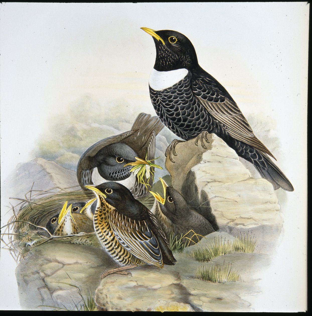 Ring Ouzel (Mer Ulatorquata) (手彩色リトグラフ) 作： ジョン・グールド（後）