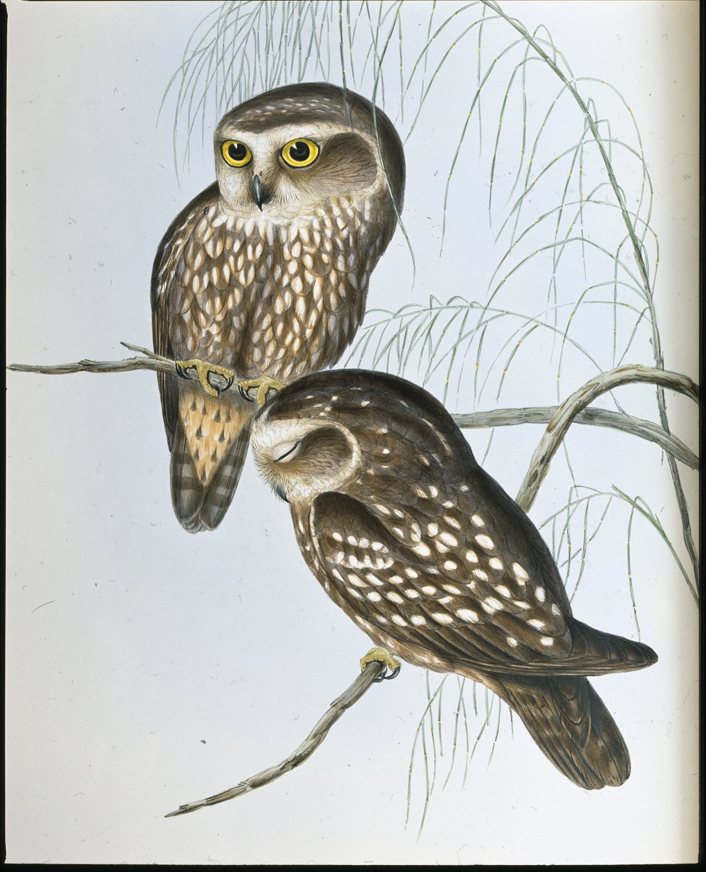 斑入りフクロウ（Athene Maculata）（手彩色リトグラフ 作： ジョン・グールド（後）
