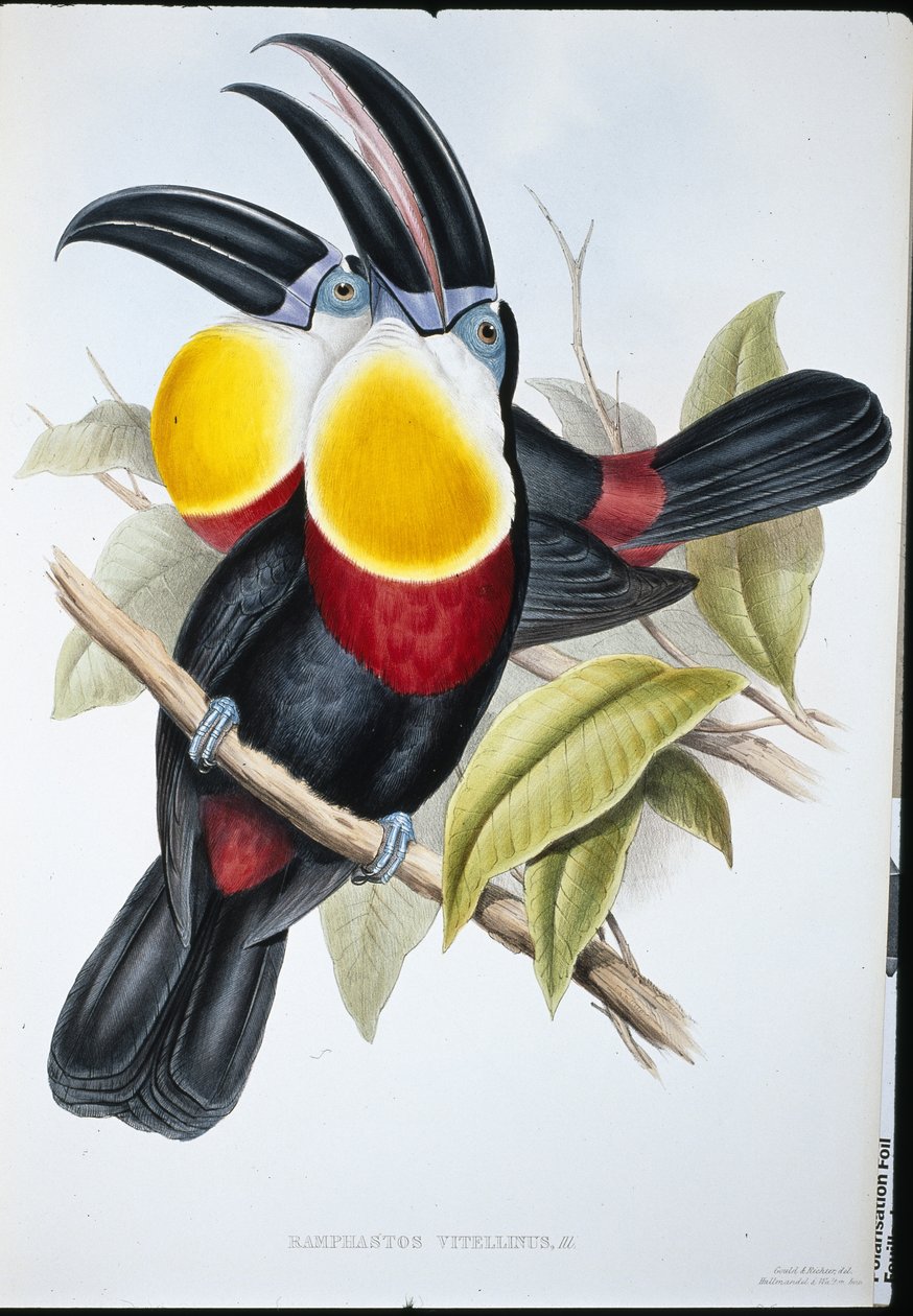 硫黄と白の胸のオオハシ（Ramphastos Vitellinus）（手彩色のリトグラフ版 作： ジョン・グールド（後）
