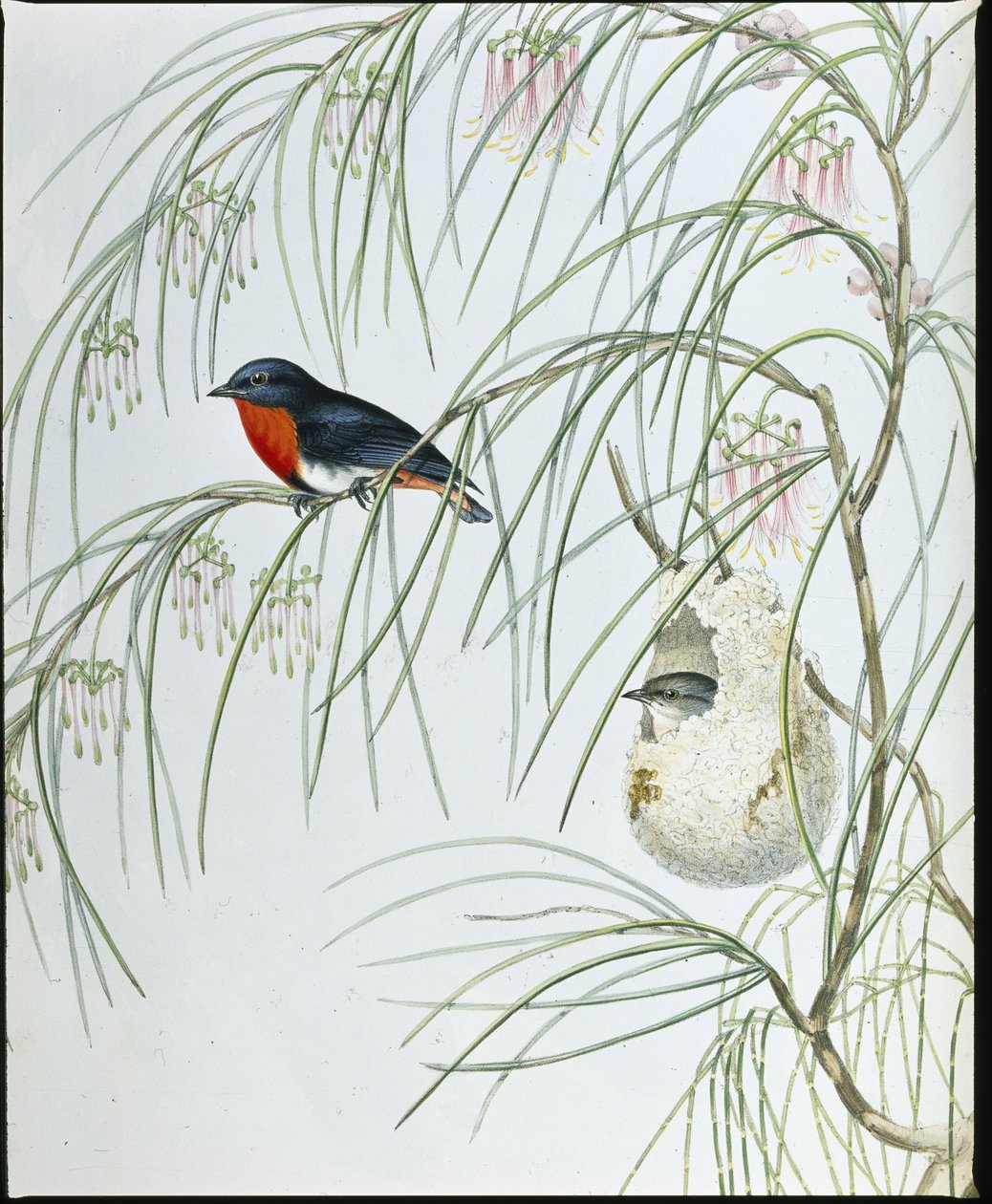 ツバメDicaeum（Dicaeum Hirundinaceum）（手彩色のリトグラフ 作： ジョン・グールド（後）