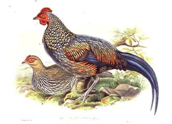 作者とウィリアム・ハート（1823-1894）による2羽のアジアのキジ（Gallus Sonneratii）の彫刻（リトグラフ）。 作： ジョン・グールド（後）