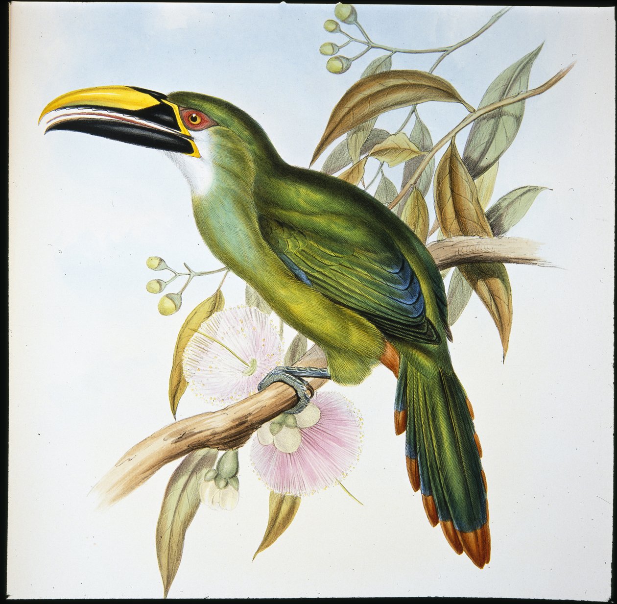 ワグライチョウ（Aulacoramphus Wagleri）（手彩色のリトグラフ版 作： ジョン・グールド（後）