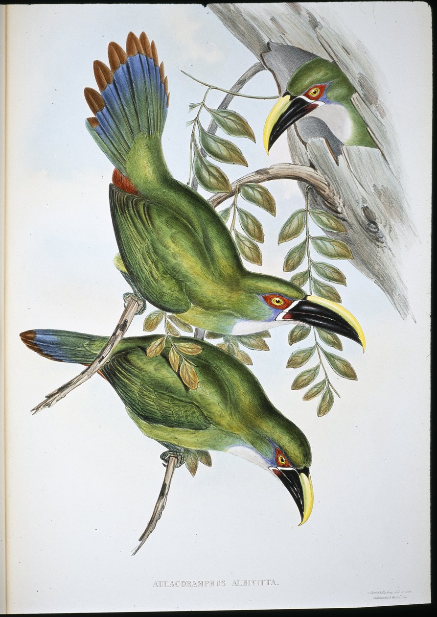 ホワイトバンドグルーブビルオオハシ（Aulacoramphus Albivitta）（手彩色リトグラフ 作： ジョン・グールド（後）