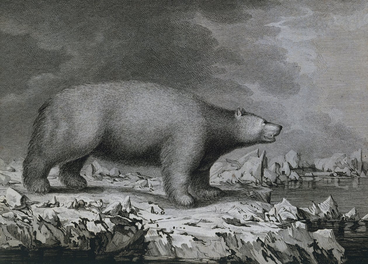 ジェームス・クックの第3回航海中にジョン・ウェバー（1750-1793）が描いた絵をピーター・マゼルが彫ったホッキョクグマ。 作： ジョン（後）ウェバー
