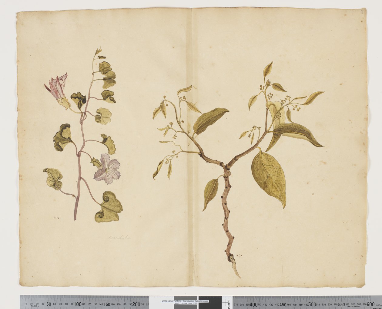 F.13 Ipomea Pes、ヤギ。 Celtis paniculata、c.1790-95（紙に水彩とインク） 作： ジョン（attr。to）ドゥーディ