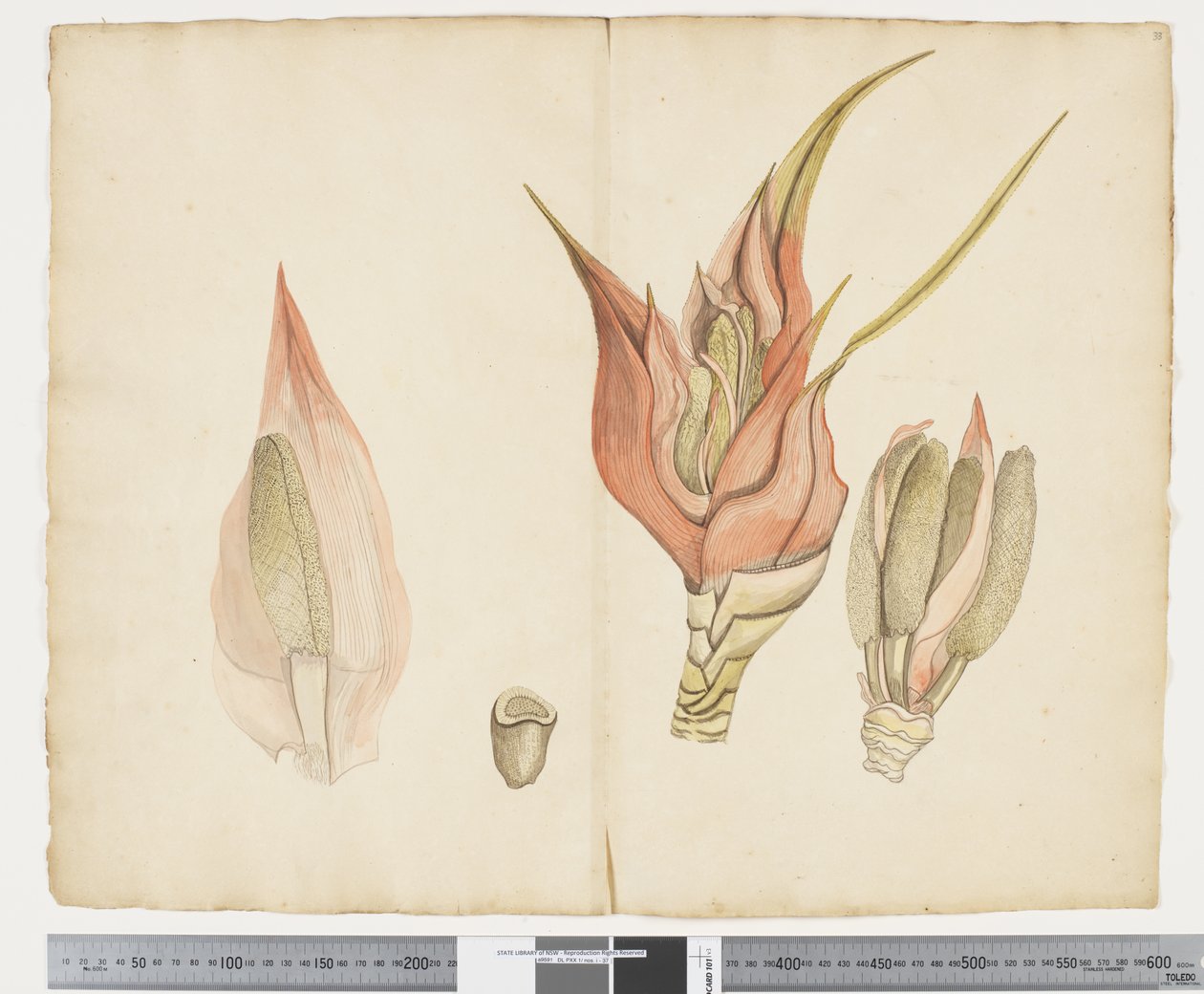 F.33 Freycinetia baueriana、c.1790-95（紙にインクと水彩） 作： ジョン（attr。to）ドゥーディ