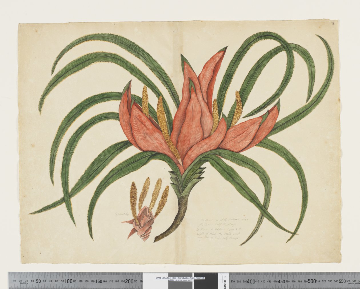 F.36 Freycinetia baueriana、c.1790-95（紙に水彩とインク） 作： ジョン（attr。to）ドゥーディ