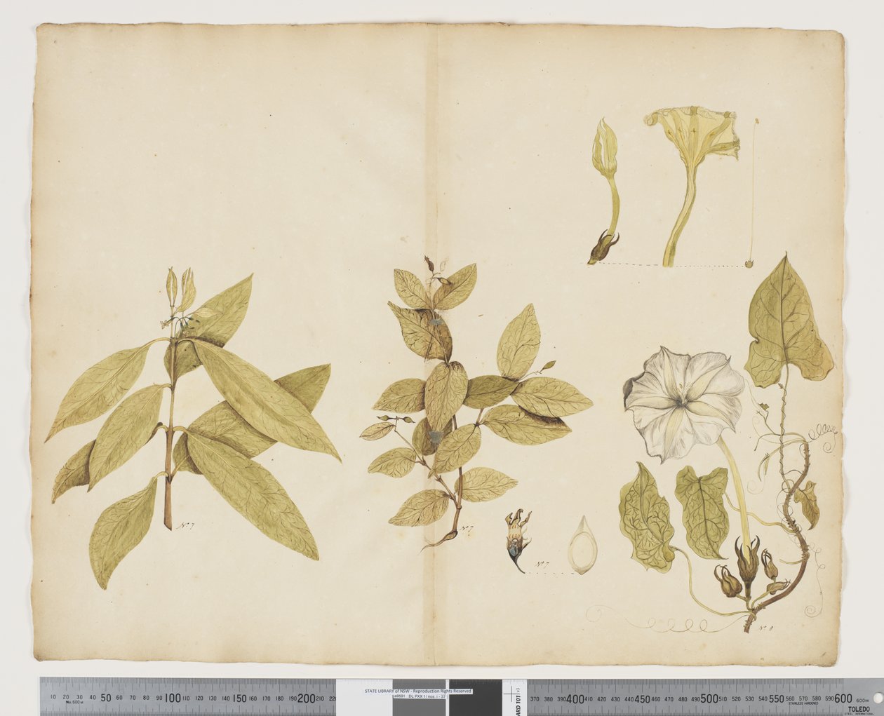 F.6 ウィクストロミア・オーストラリス; Ipomea、c.1790-95（紙に水彩とインク） 作： ジョン（attr。to）ドゥーディ
