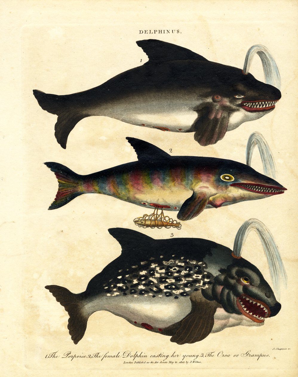  作： ジョン・チャップマン