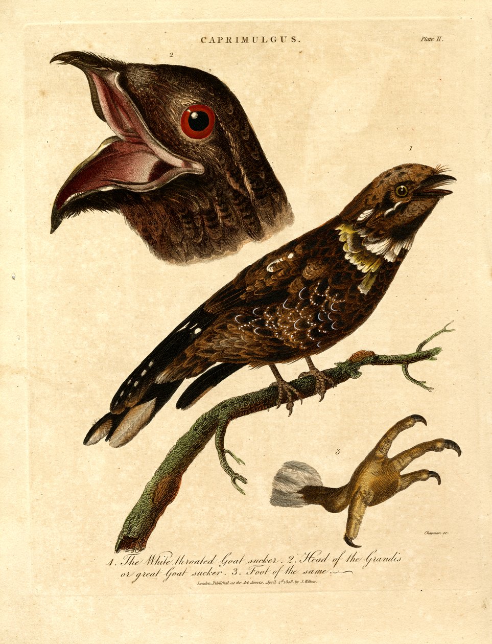  作： ジョン・チャップマン