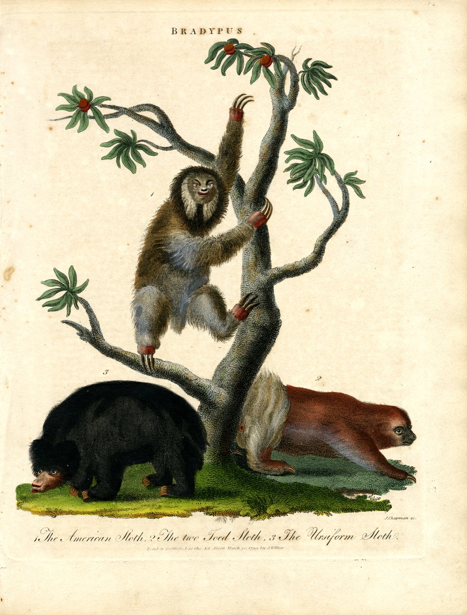  作： ジョン・チャップマン