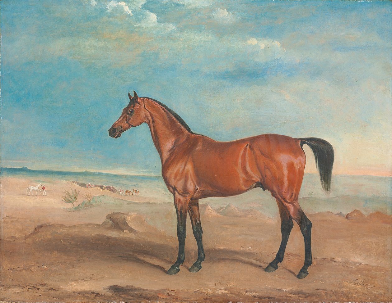 砂漠の風景の中のアラブの種牡馬「オレリオ」、その向こうにいる他の馬