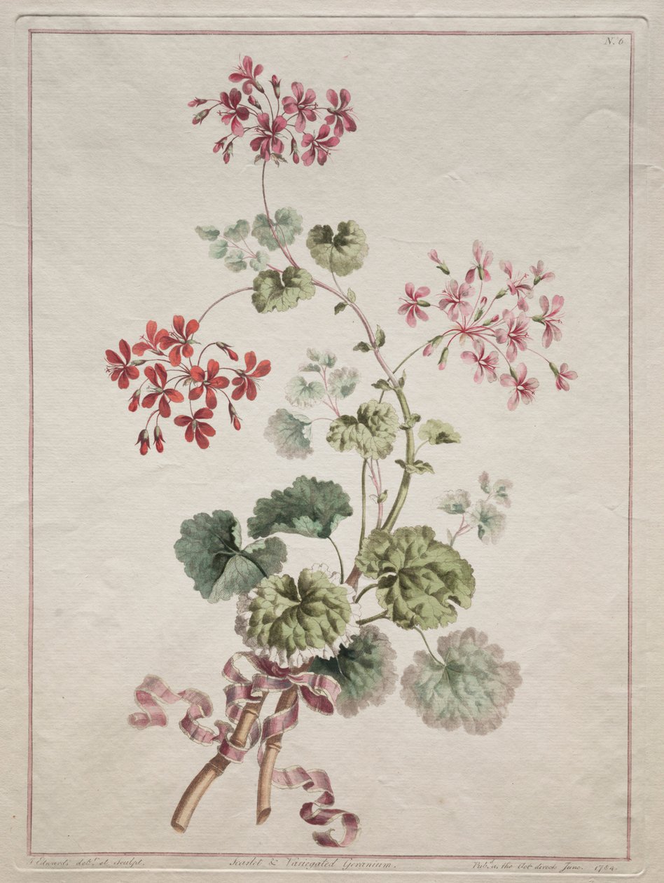 自然から引き出された花のコレクション：No. 6-緋色の斑入りゼラニウム、1801年。 作： ジョン・エドワーズ