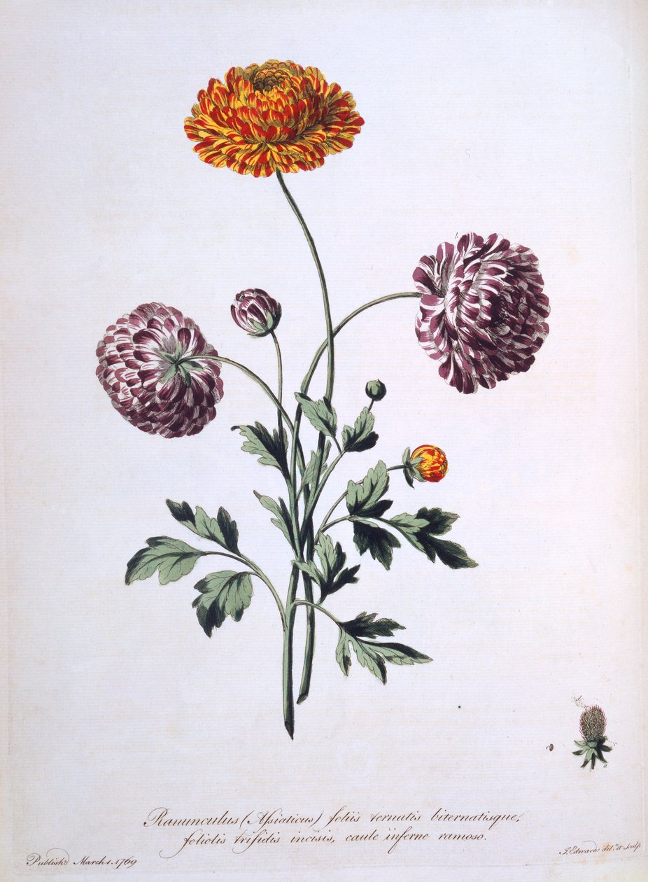 絵画原画（ラナンキュラスの祝福庭園）円形板絵 ラナンキュラス、 &39;The British Herbalist&39;のイラスト、1769