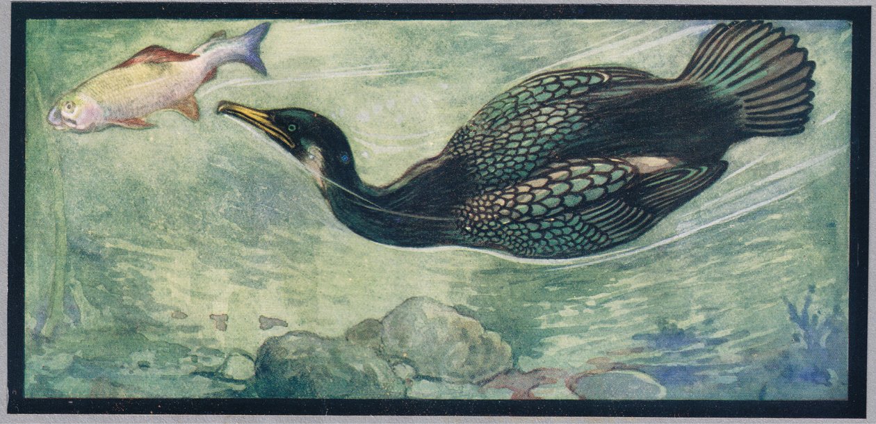 1919年に出版されたGladys Davidsonによる「Helpers Without Hands」のイラスト、魚を追いかける鳥（カラーリソ） 作： ジョン・エドウィン・ノーブル