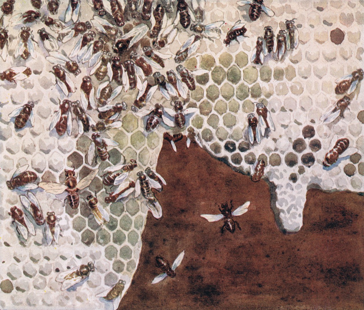 蜂蜜を作るミツバチ、1919年に出版されたGladys Davidsonによる「Helpers Without Hands」のイラスト（カラーリソ） 作： ジョン・エドウィン・ノーブル