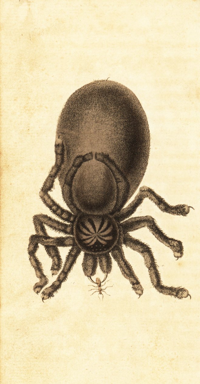 Pinktoe タランチュラ、Avicularia avicularia。 ,1800年（刻印） 作： ジョン・ガブリエル・ステッドマン
