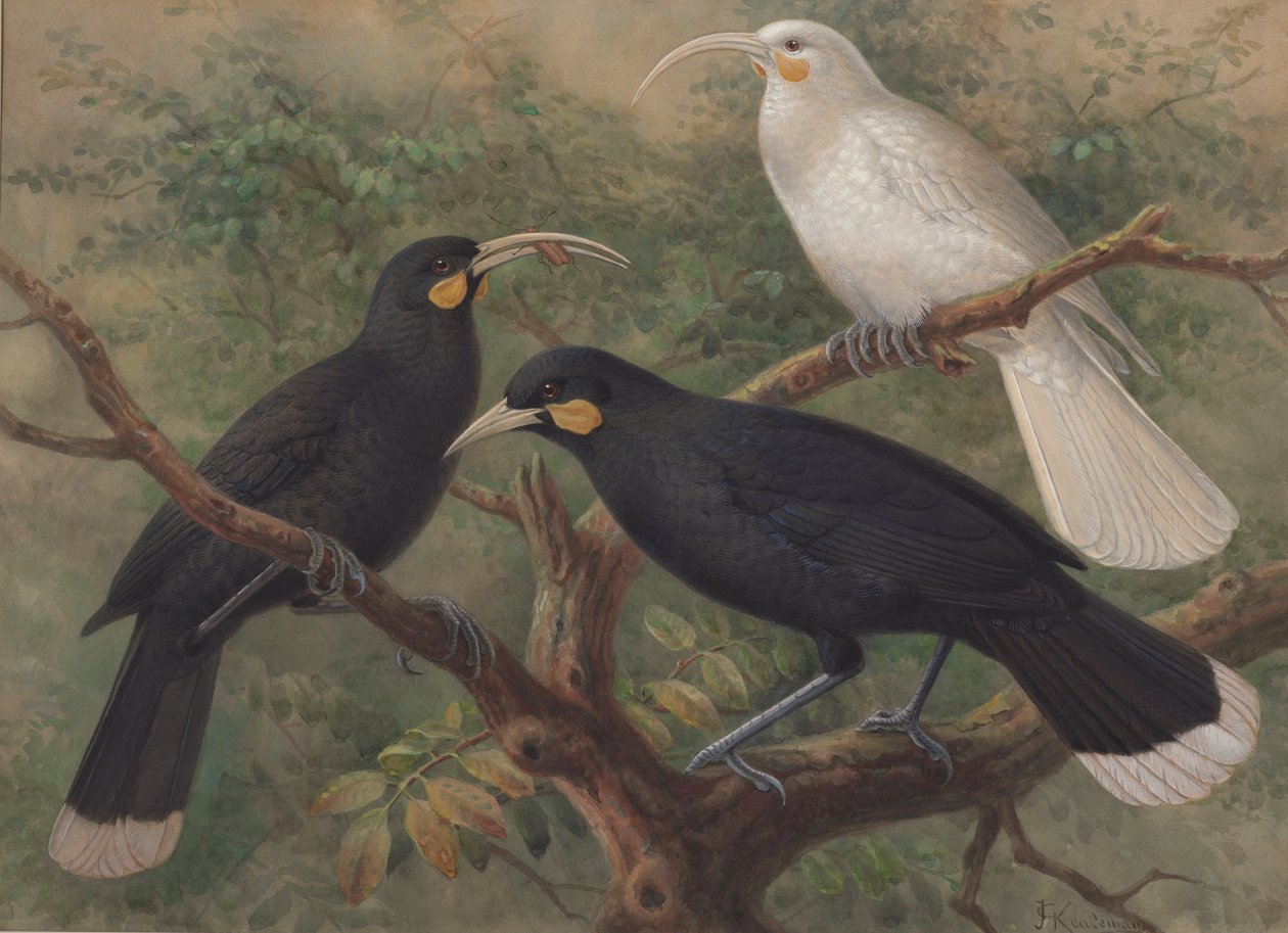 スリー・フイア（Heteralocha acutirostris） 作： ジョン・ジェラード・キュールマンス