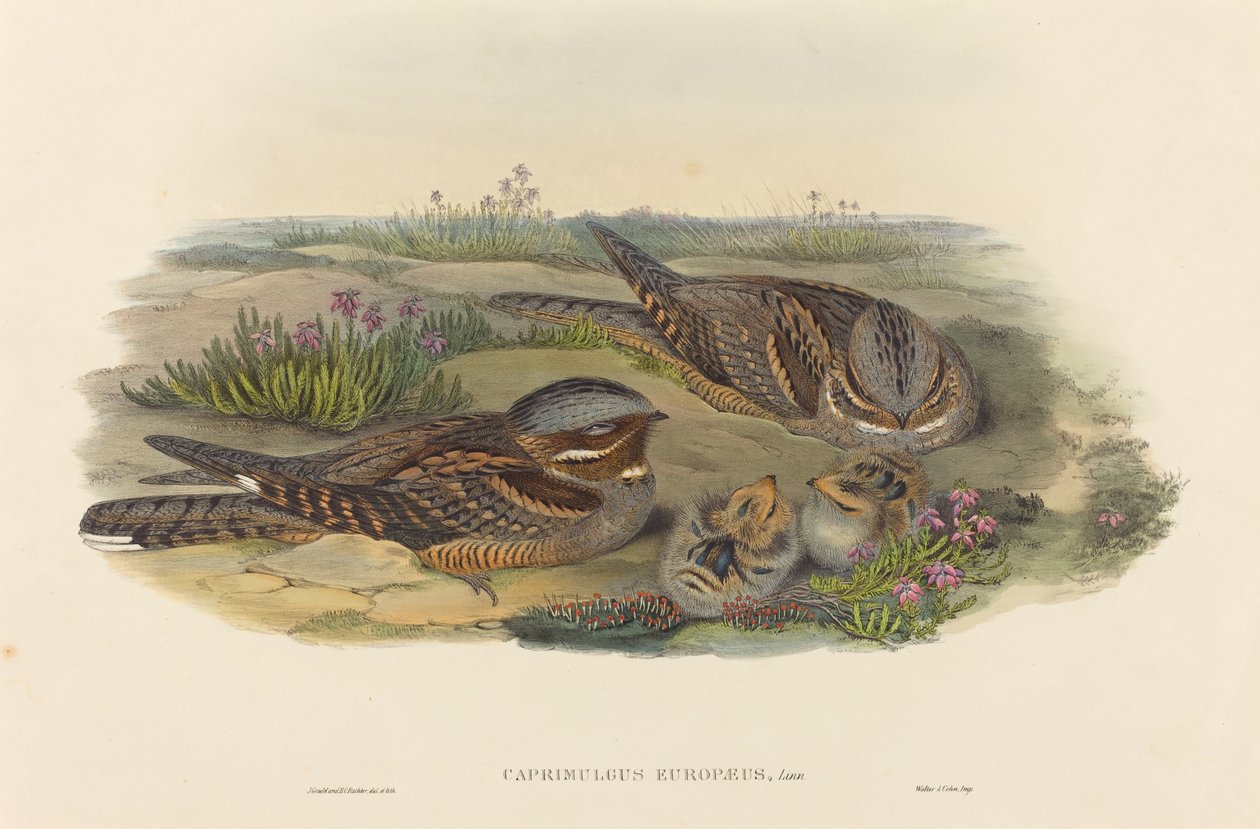 Caprimulgus europaeus ヨタカ。 作成者: ジョン・グールド、ヘンリー・コンスタンティン・リヒター。 作： ジョン・グールドとヘンリー・コンスタンティン・リヒター