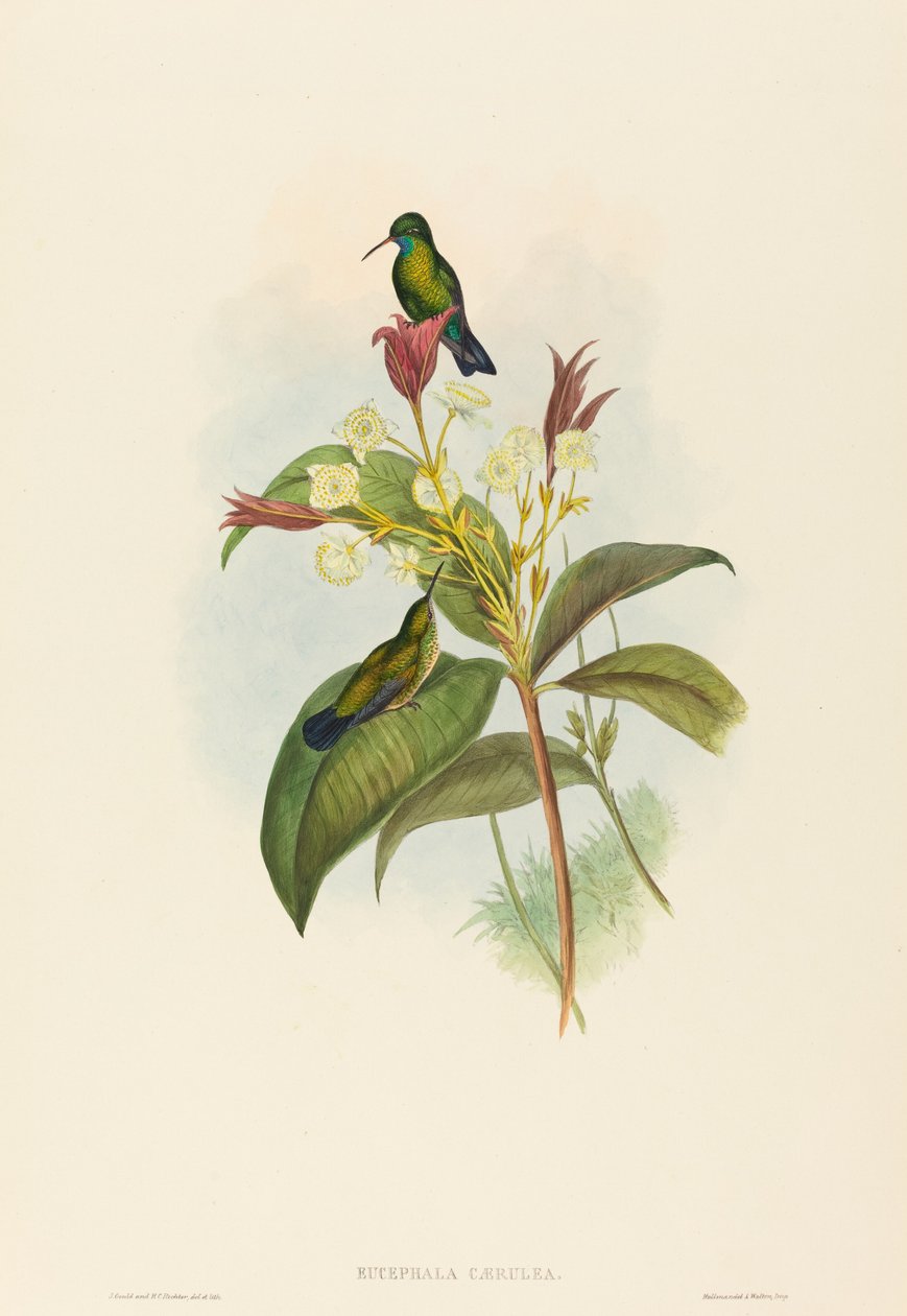 Eucephala caerulea ブルー・チンテッド・サファイヤ。クリエイター。ジョン・グールド、ヘンリー・コンスタンティン・リヒター 作： ジョン・グールドとヘンリー・コンスタンティン・リヒター