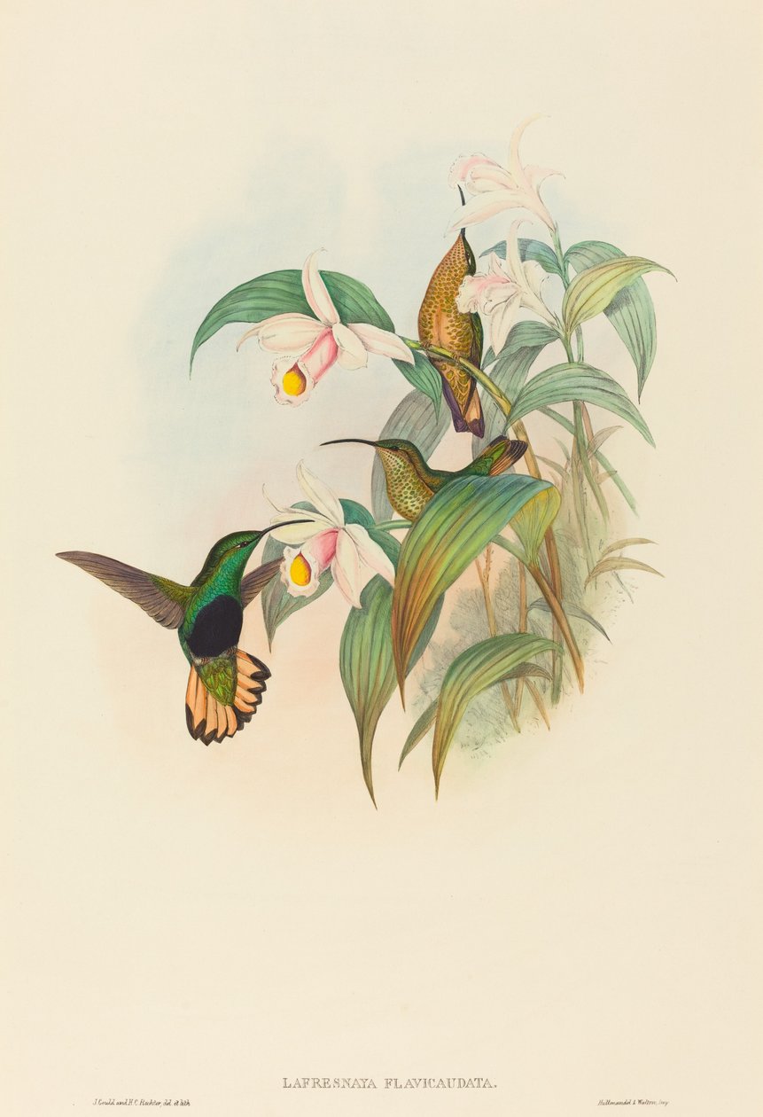 Lafresnaya flavicaudata Buff-tailed Velvet-breast.クリエイター。ジョン・グールド、ヘンリー・コンスタンティン・リヒター 作： ジョン・グールドとヘンリー・コンスタンティン・リヒター