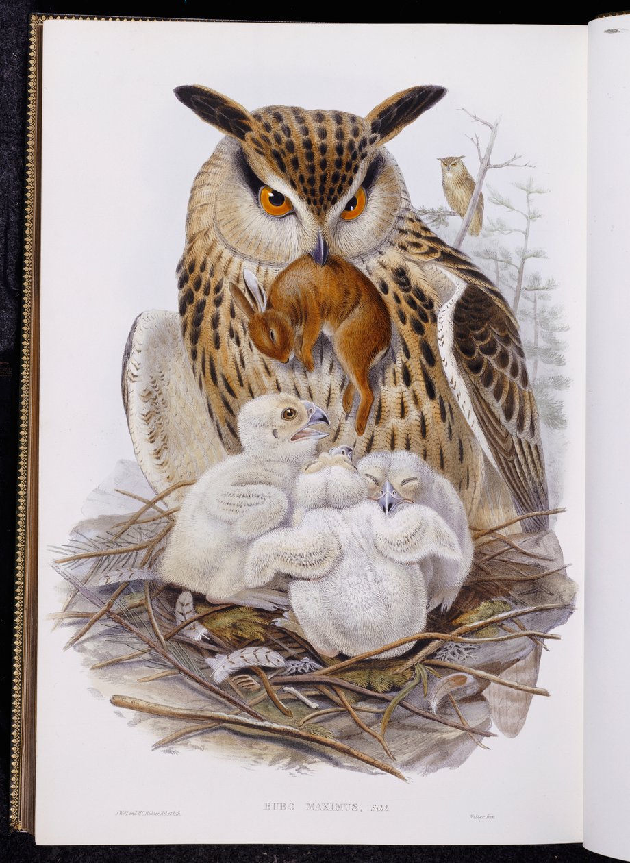 「ヨーロッパの鳥」からのカラフトフクロウと雛、1832-37年に出版 作： ジョン・グールド