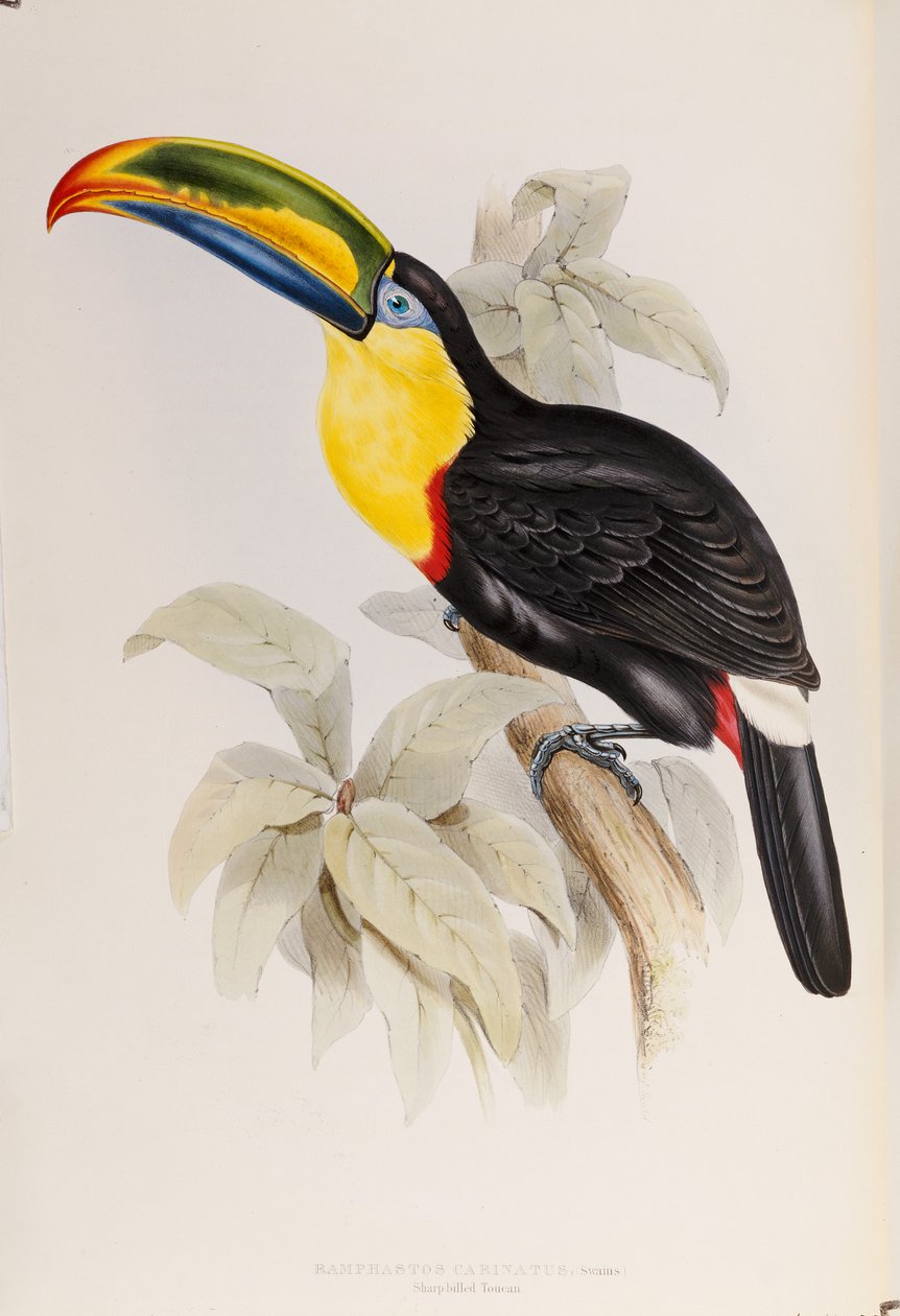 Ramphastidae、またはオオハシ科のモノグラフ、初版、1834年発行 作： ジョン・グールド