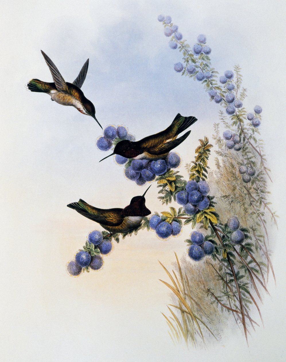 アンナのハチドリ（Calypte anna）、ジョン・グールド（1804-1881）による「Monograph of Trochilidae or Humming Birds」（1849-1861）からの抜粋、イギリス 作： ジョン・グールド