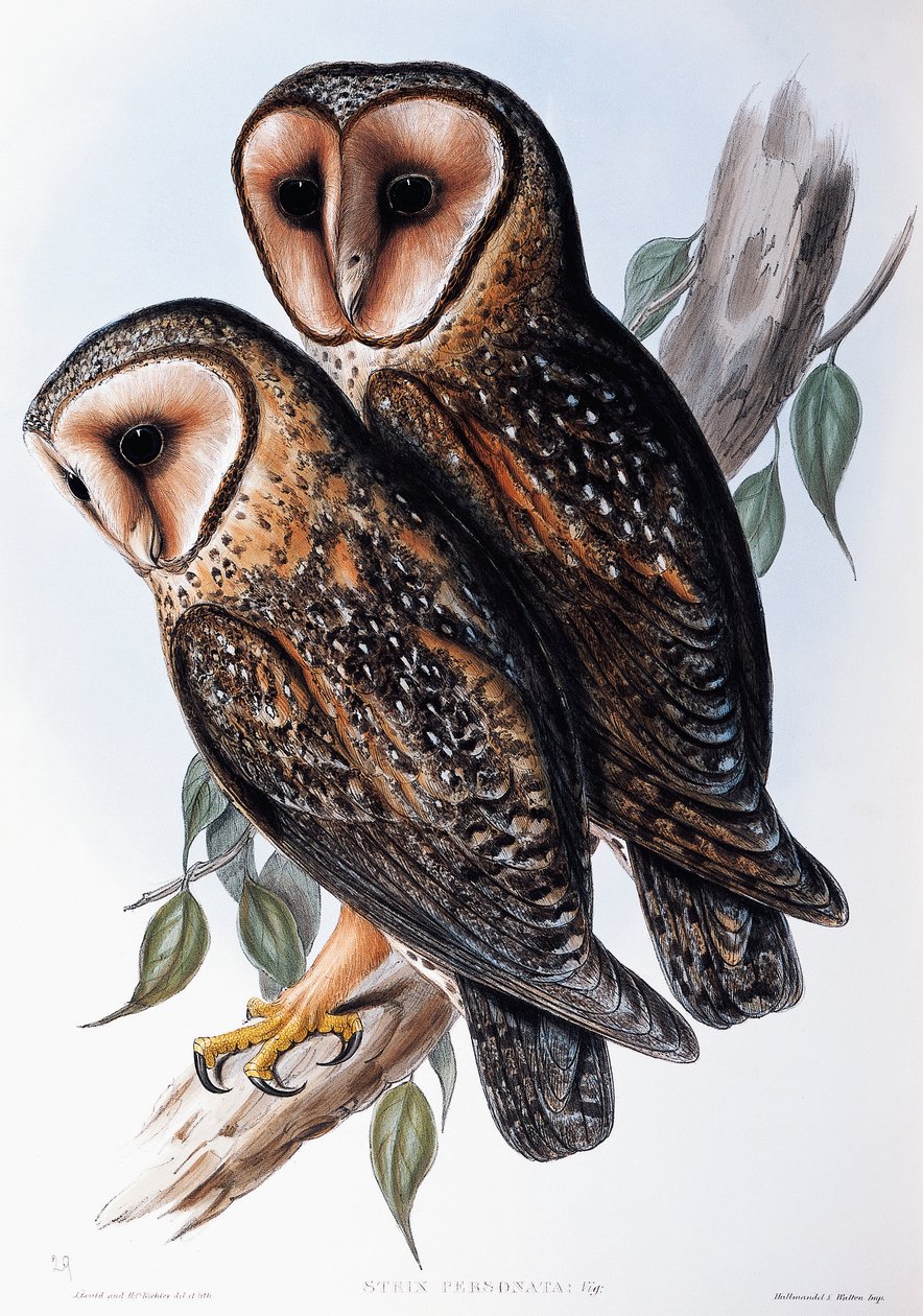 Australian Masked-Owl (Strix personata), リトグラフ, Birds of Australiaより 作： ジョン・グールド