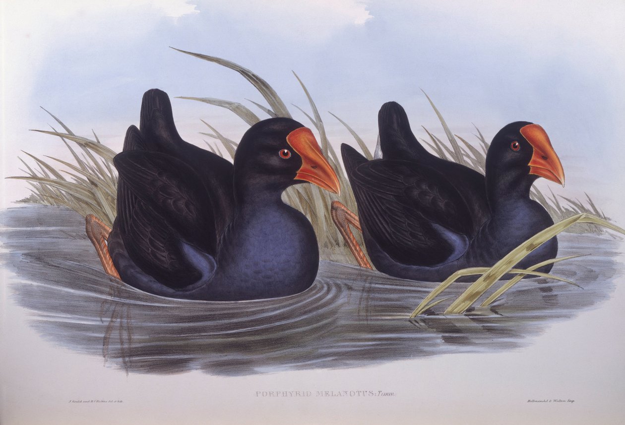 オーストラリアン・スワムフェン（Porphyrio melanotus）、ジョン・グールドの版画 作： ジョン・グールド