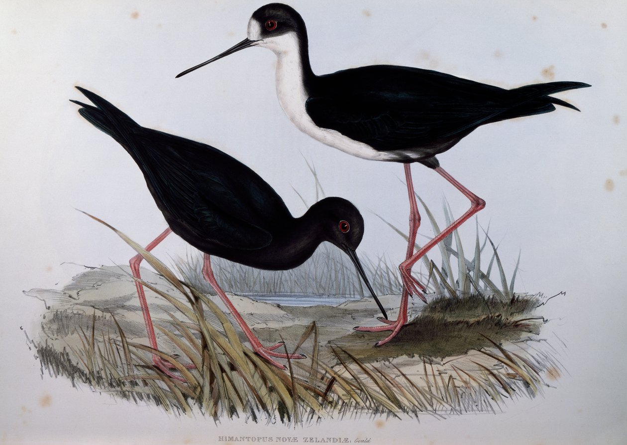 セイタカクチマガリ（Himantopus novaezelandiae）、「Birds of Australia」の刻印 作： ジョン・グールド