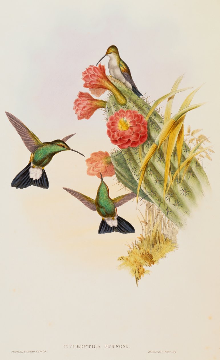 Trochilidae のモノグラフからの Buffon