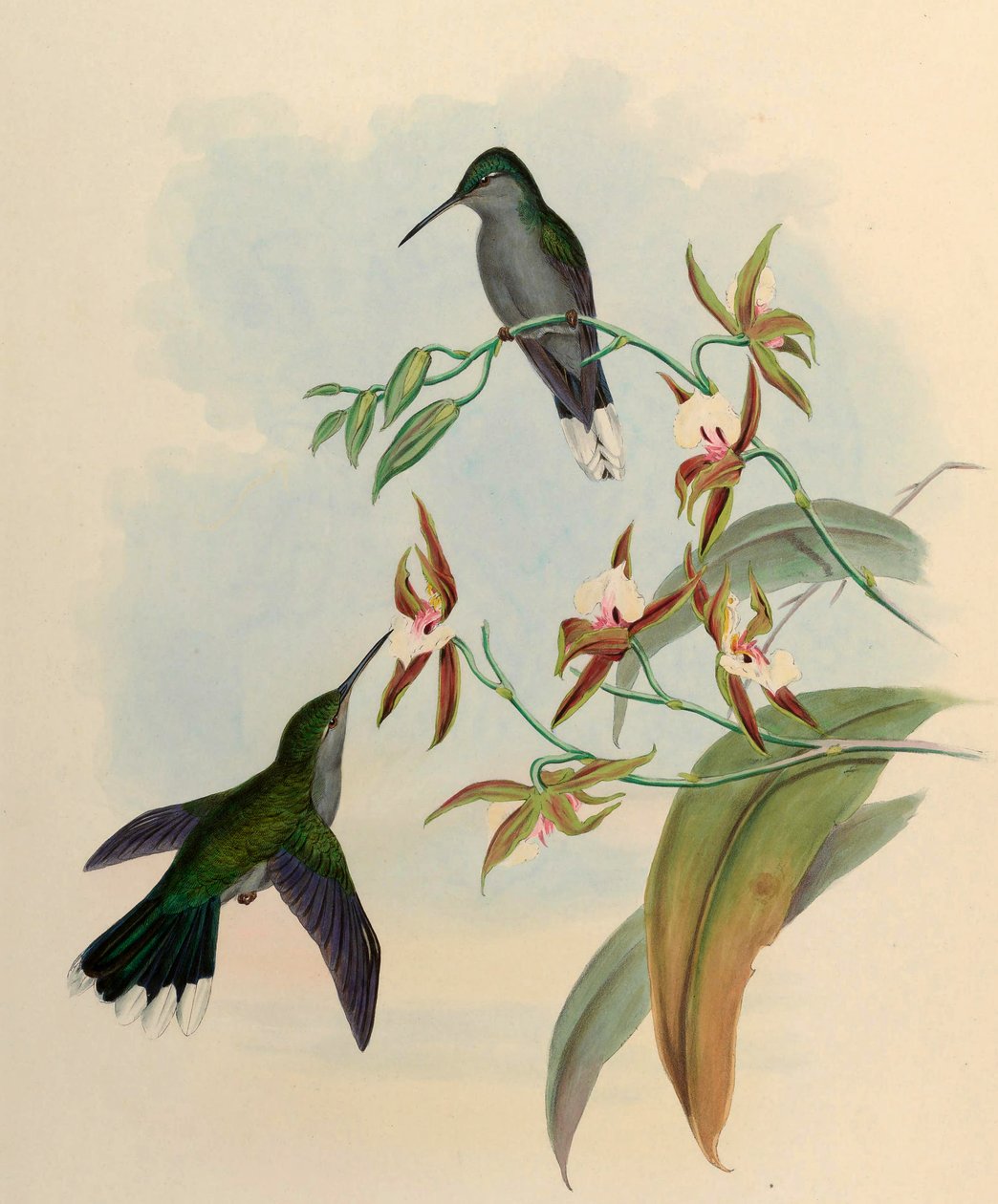 Campylopterus latipennis = Campylopterus largipennis 作： ジョン・グールド