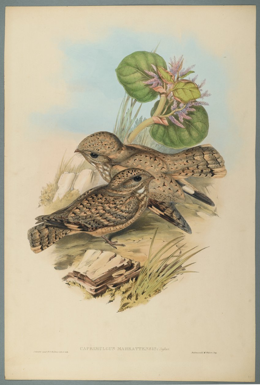 Caprimulgus Mahrattensis、Nightjar（織り紙にカラーリソ） 作： ジョン・グールド
