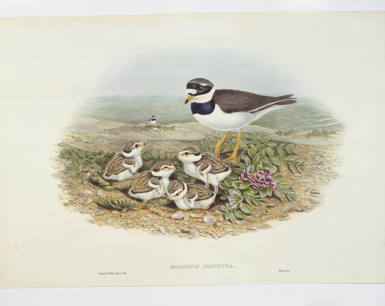 コモン・リングド・チドリ（Charadrius hiaticula）、イラスト 作： ジョン・グールド
