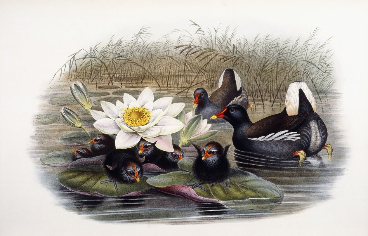 Gallinula Chloropus 作： ジョン・グールド