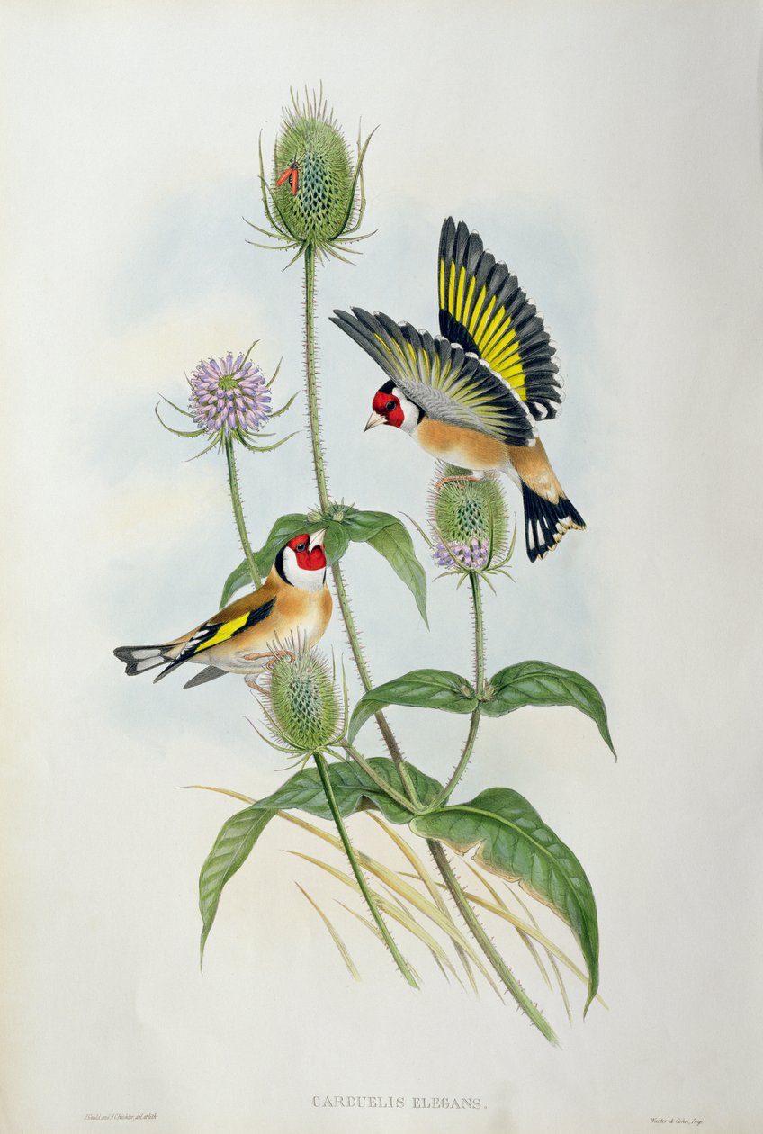 ゴールドフィンチ（Carduelis Elegans）（手塗りのlitho） 作： ジョン・グールド