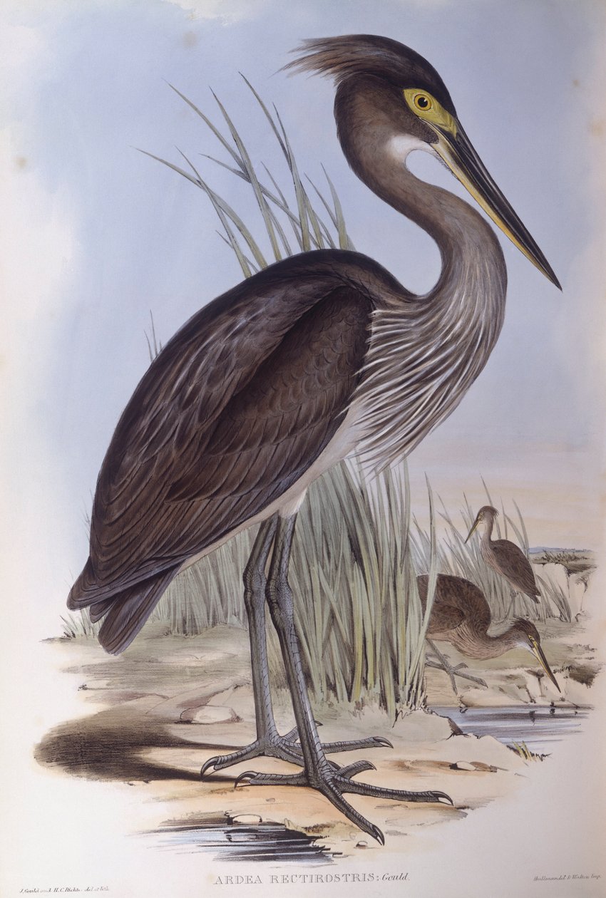 ゴイサギ（Ardea sumatrana）、ジョン・グールド氏によるエングレーヴィング 作： ジョン・グールド