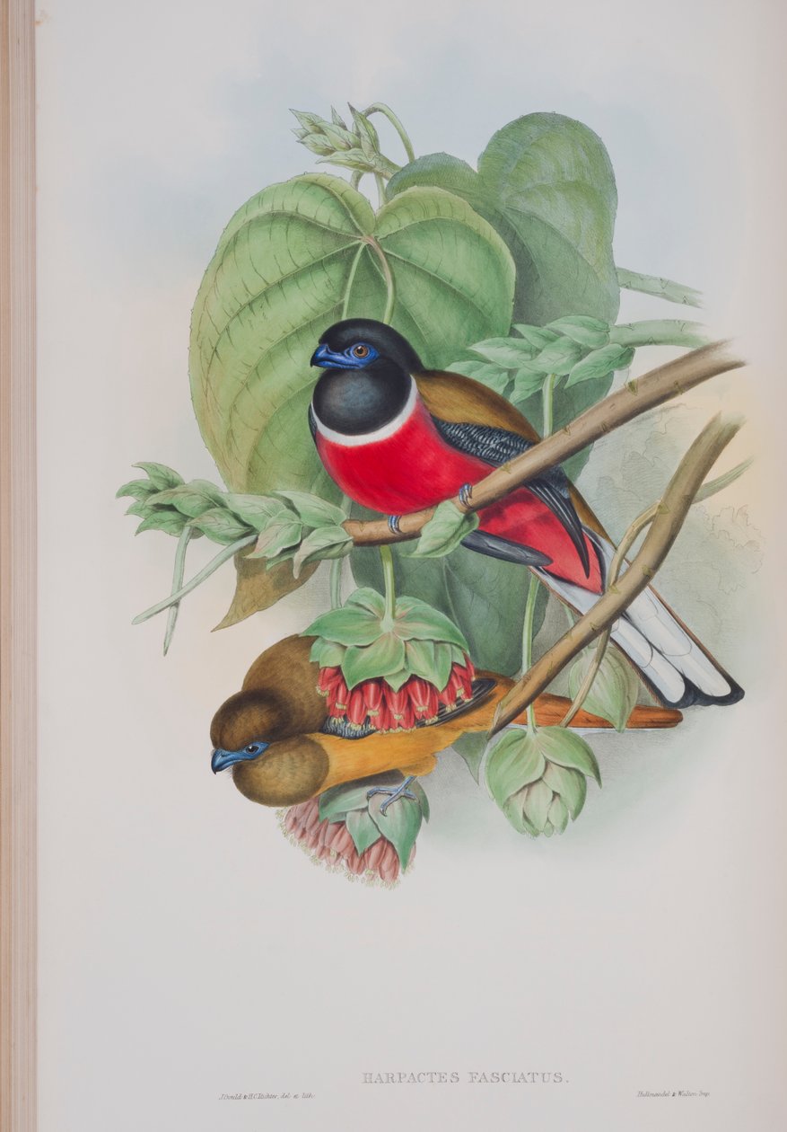 Harpactes Fasciatus、ジョングールドによる英国の鳥のプレート、1862〜73年公開（手塗りのリソ） 作： ジョン・グールド