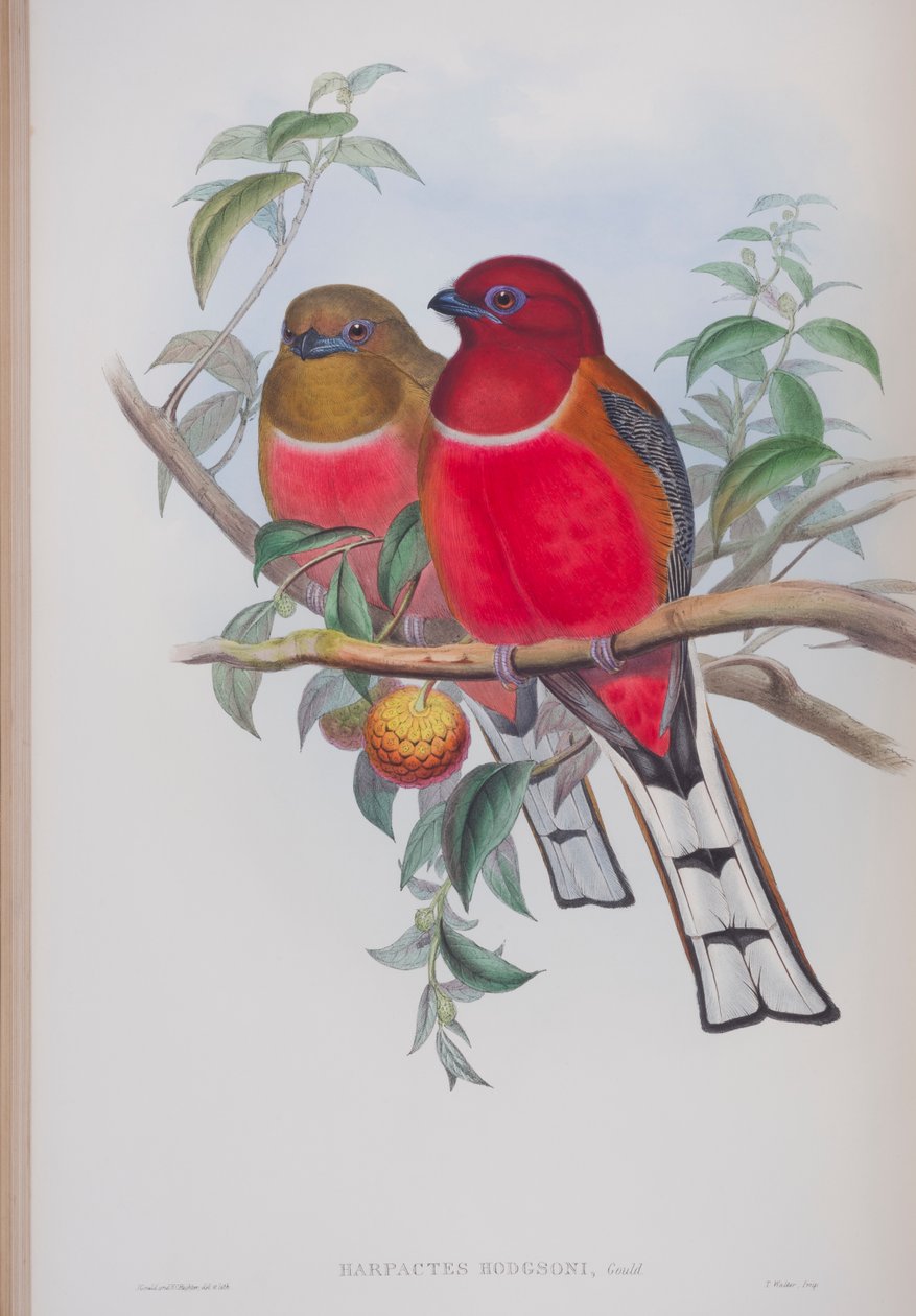 Harpactes Hodgsoni、ジョングールドによる英国の鳥のプレート、1862〜73年公開（手塗りのリソ） 作： ジョン・グールド