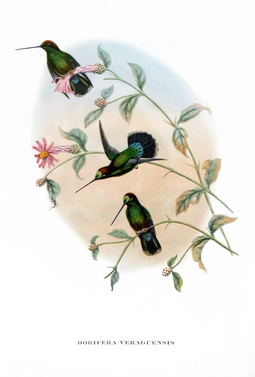 ハミング・バード - ベルグアン・ランスビル、コスタリカの鳥類、ジョン・グールド（1804-1881）の著書 "Tropical Birds "からのエングレーヴィング。 作： ジョン・グールド