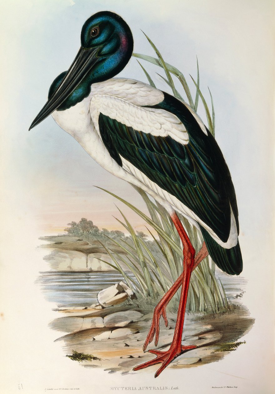 John Gouldの "The Birds of Australia "から、Black-necked Stork Ephippiorhynchus asiaticusのイラスト。 作： ジョン・グールド